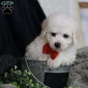 Grover, Bichon Frise Puppy